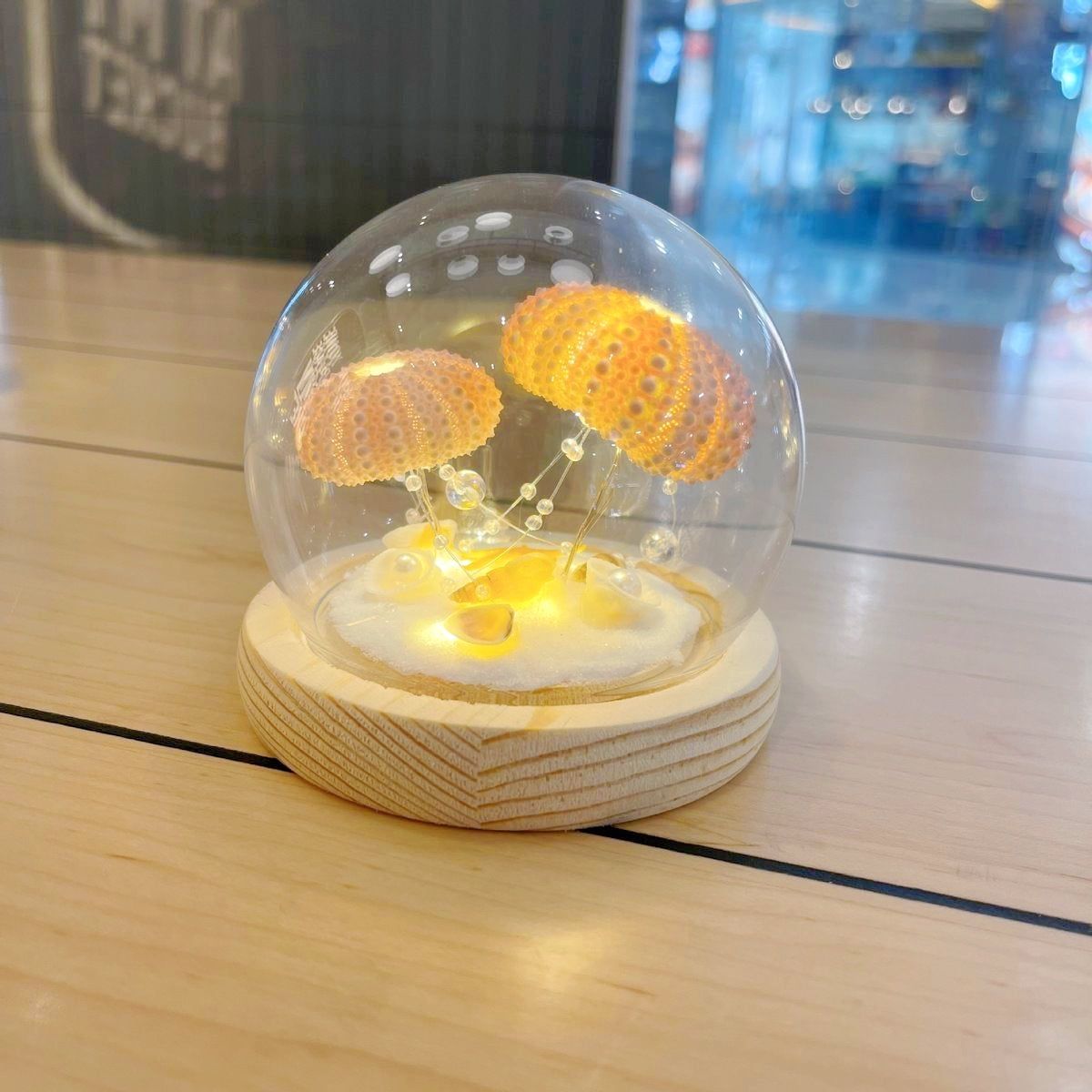 Handmade Natural Sea Urchin Shell Glass Dome Night Light 10cm Ocean Micro Landscape LED Warm Lamp Wooden Base USB Rechargeable Bedroom Decor Gift